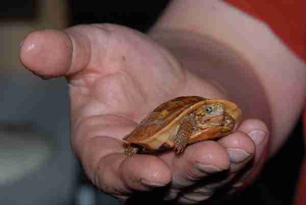 Fig. 2. Hatchling of Bourett’s box turtle (Cuora galbinifrons bouretti). Photo by Hans-Dieter Philippen.