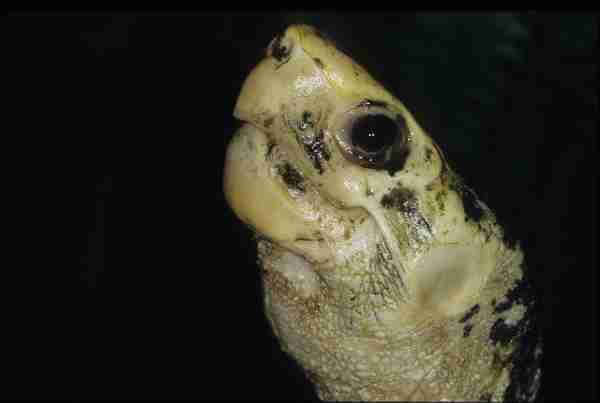 Fig. 3. Portrait of a Sulawesi forest turtle (Leucocephalon yuwonoi). Photo by Roland Wirth.