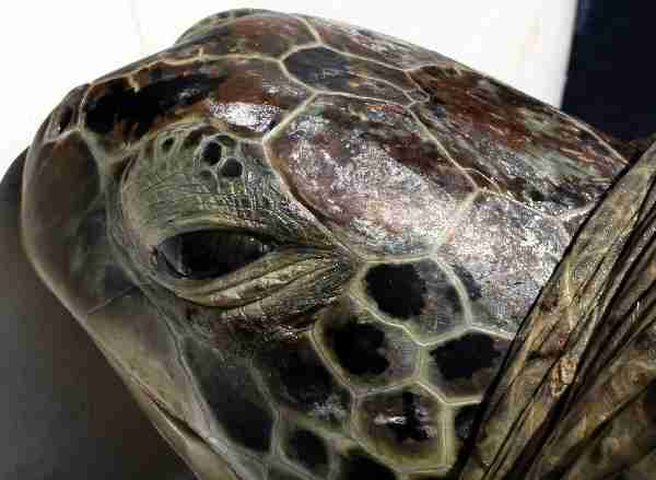 Fig. 2. Close-up of Suzie the green turtle.