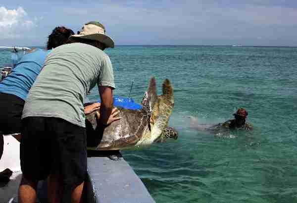 Fig. 4. Suzie being released. Photos by Marta Calosso.