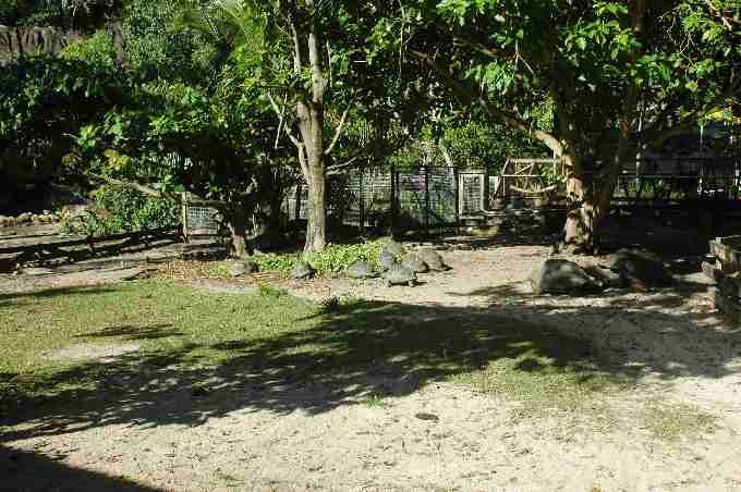 Fig. 1. Seychelles giant tortoise juveniles in the breeding enclosures. Fig. 1. Seychelles giant tortoise juveniles in the breeding enclosures.