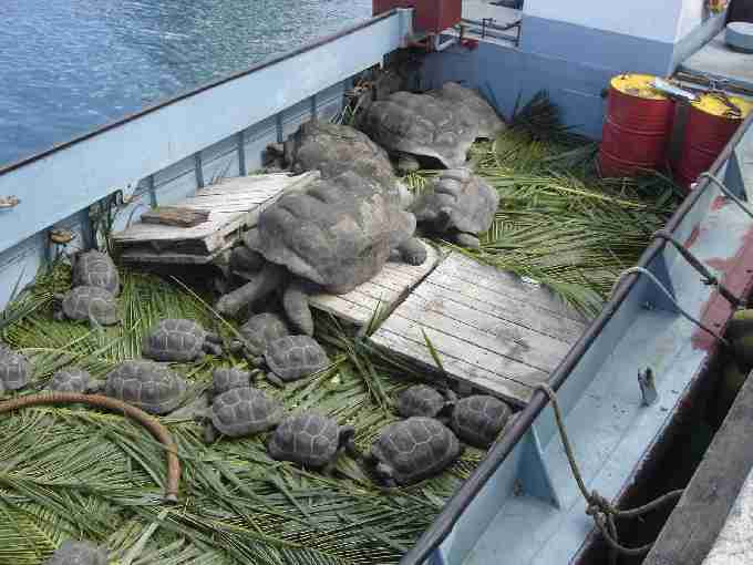 Fig. 12. Tortoises going to Cousine. Fig. 12. Tortoises going to Cousine.