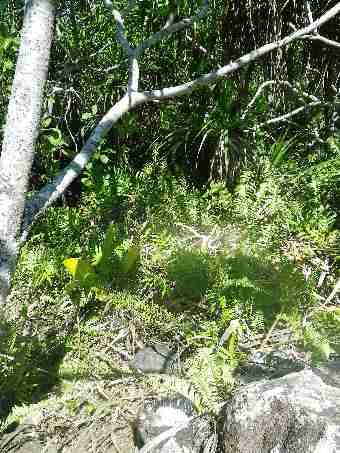 Fig. 14. Tortoise hidden in dense vegetation on the hill of North island, tortoise in the foreground. Fig. 14. Tortoise hidden in dense vegetation on the hill of North island, tortoise in the foreground.