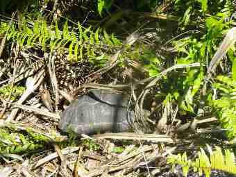 Fig. 14. Tortoise hidden in dense vegetation on the hill of North island, tortoise in the foreground. Fig. 14. Tortoise hidden in dense vegetation on the hill of North island, tortoise in the foreground.