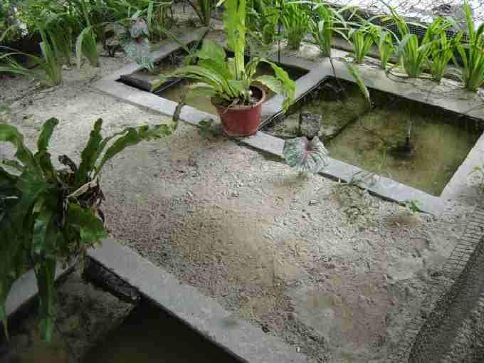 Fig. 2. Seychelles terrapin breeding facility. Fig. 2. Seychelles terrapin breeding facility.