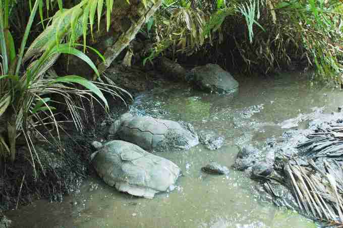 Fig. 3. Arnold’s giant tortoises in the marsh at Grande Barbe. Fig. 3. Arnold’s giant tortoises in the marsh at Grande Barbe.