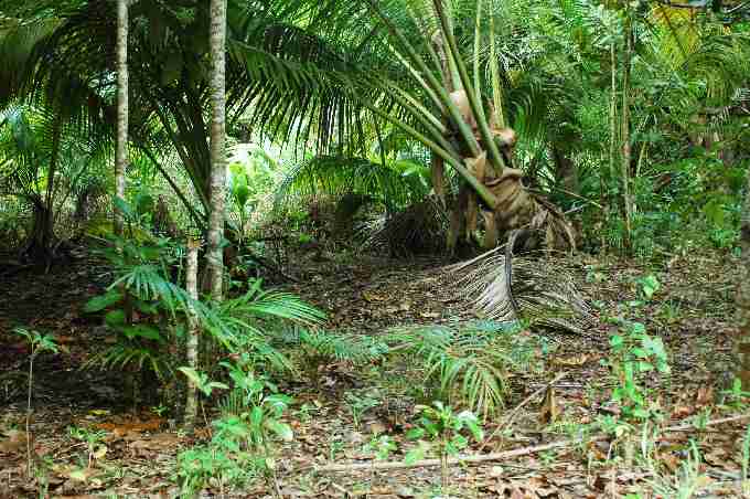 Fig. 4. Coconut woodland at Grande Barbe modified into open areas with endemic palm and tree seedlings (in foreground) by Arnold’s giant tortoises. Fig. 4. Coconut woodland at Grande Barbe modified into open areas with endemic palm and tree seedlings (in foreground) by Arnold’s giant tortoises.