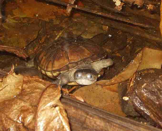 Fig. 5. Released juvenile black mud turtle. Fig. 5. Released juvenile black mud turtle.