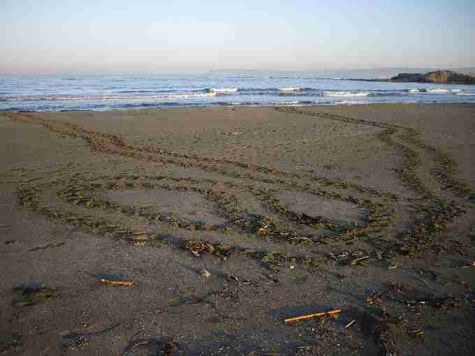 Fig. 2. False crawl by loggerhead on Cove 4.