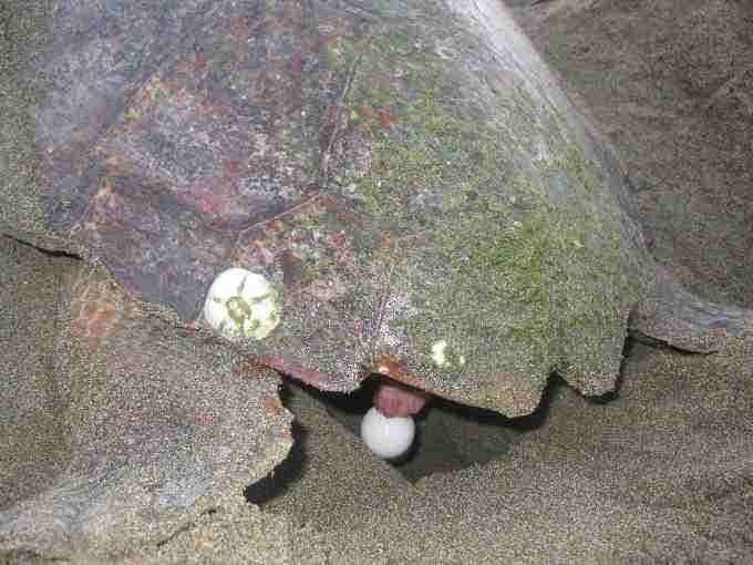 Fig. 3. Loggerhead with distinctive barnacle during oviposition on Cove 1
