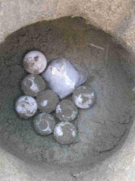 Fig. 4. Relocated nest with TDL inserted at the bottom of the nest