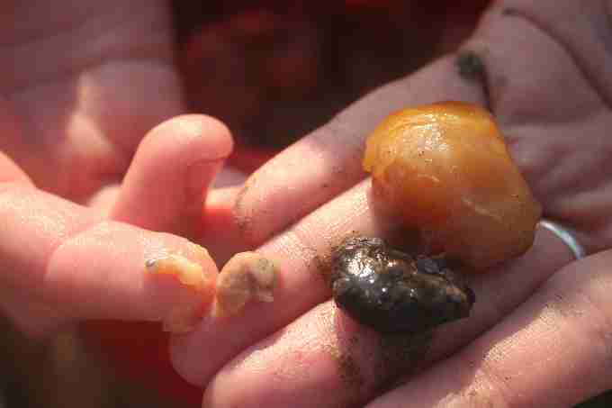 Fig. 7. Showing three stages of embryonic development categorised as ‘early development’ for recording purposes. Embryo on the far right shows egg yolk sac attached to the embryo.