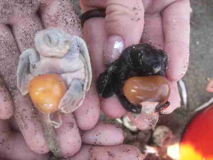 Fig. 8. Showing ‘late development’ loggerhead embryos with yolk sacs. Note that left embryo appears to be lacking pigmentation.