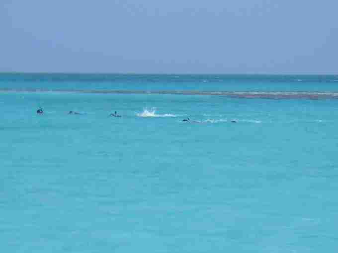 Fig. 3. Three snorkellers conducting a sightings transect within the lagoon.