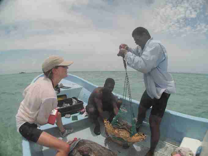 Fig. 6. Weighing a large juvenile turtle using a custom-made net and spring balance.