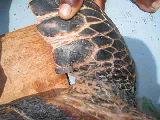 Fig. 7. All individuals were tagged with a uniquely numbered Inconel tag in both front flippers, for future identification. Tag positioning allows for growth as the animal matures and minimises opportunity for the tag to chafe on soft tissue.