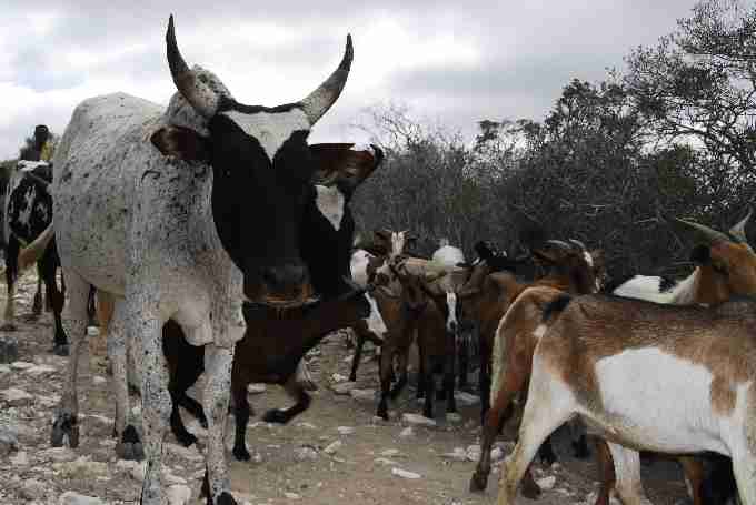 Fig. 6. (a) Cattle and goat herding in Cap Sainte Marie Special Reserve, one of the last remaining strongholds of the radiated tortoise.