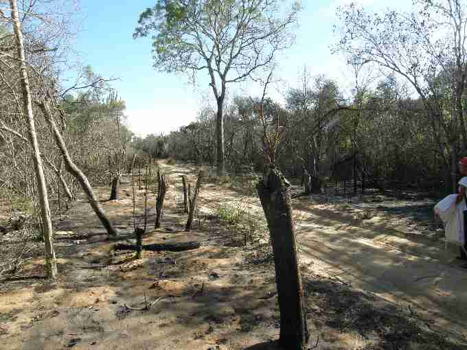 Fig. 6. (b) Land clearance for timber harvesting within the spiny forests of south west Madagascar. Photos: (a) B.D. Horne (b) R.C.J. Walker.
