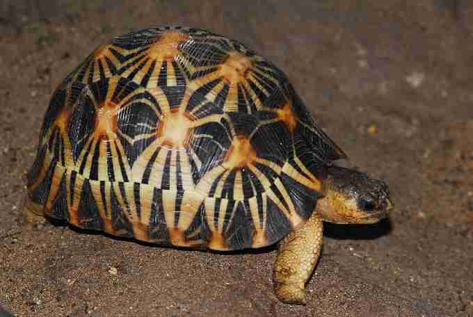 Fig. 3. Madagascar radiated tortoise Astrochelys radiata (ESF category A): confiscated in Hong Kong and in transit with the author, waiting for further transfer to a private ESF studbook participant.